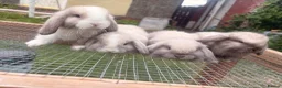 Mini Lop rabbits for sale: Amazing mini lop babies  - Advert 8