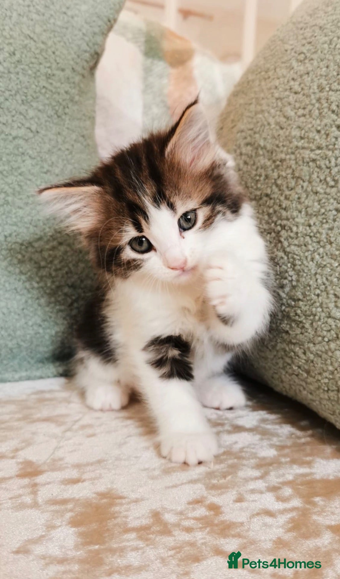 Maine Coon cats 2 LEFT 🐾 Beautiful Maine Coon Kittens 🐾 - Advert 9