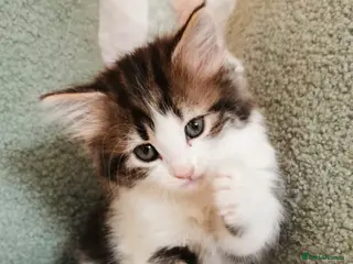 Maine Coon cats 2 LEFT 🐾 Beautiful Maine Coon Kittens 🐾 - Advert 9
