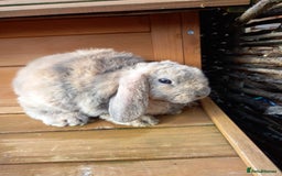 Mini Lop rabbits for sale: Mini plush lops - Image 1