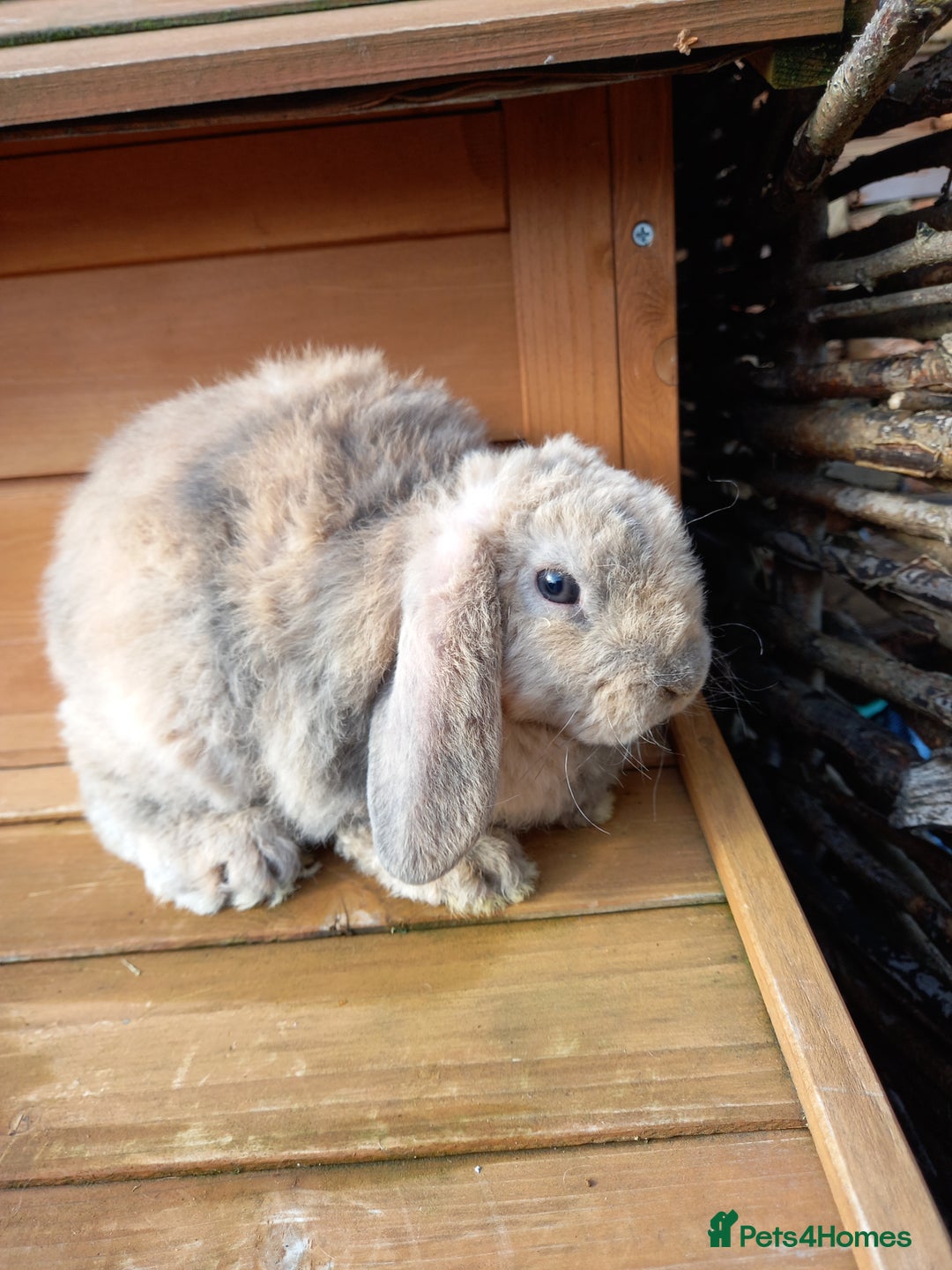 Mini Lop rabbits for sale: Mini plush lops - Image 1