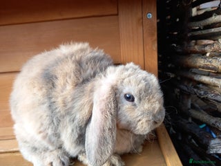 Mini Lop rabbits - Advert 1