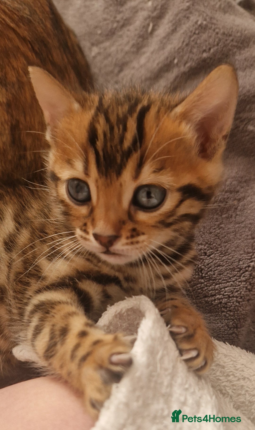 Bengal cats for sale: Georgeous bengal girl  - Advert 3
