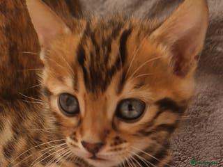 Bengal cats Georgeous bengal girl - Advert 7