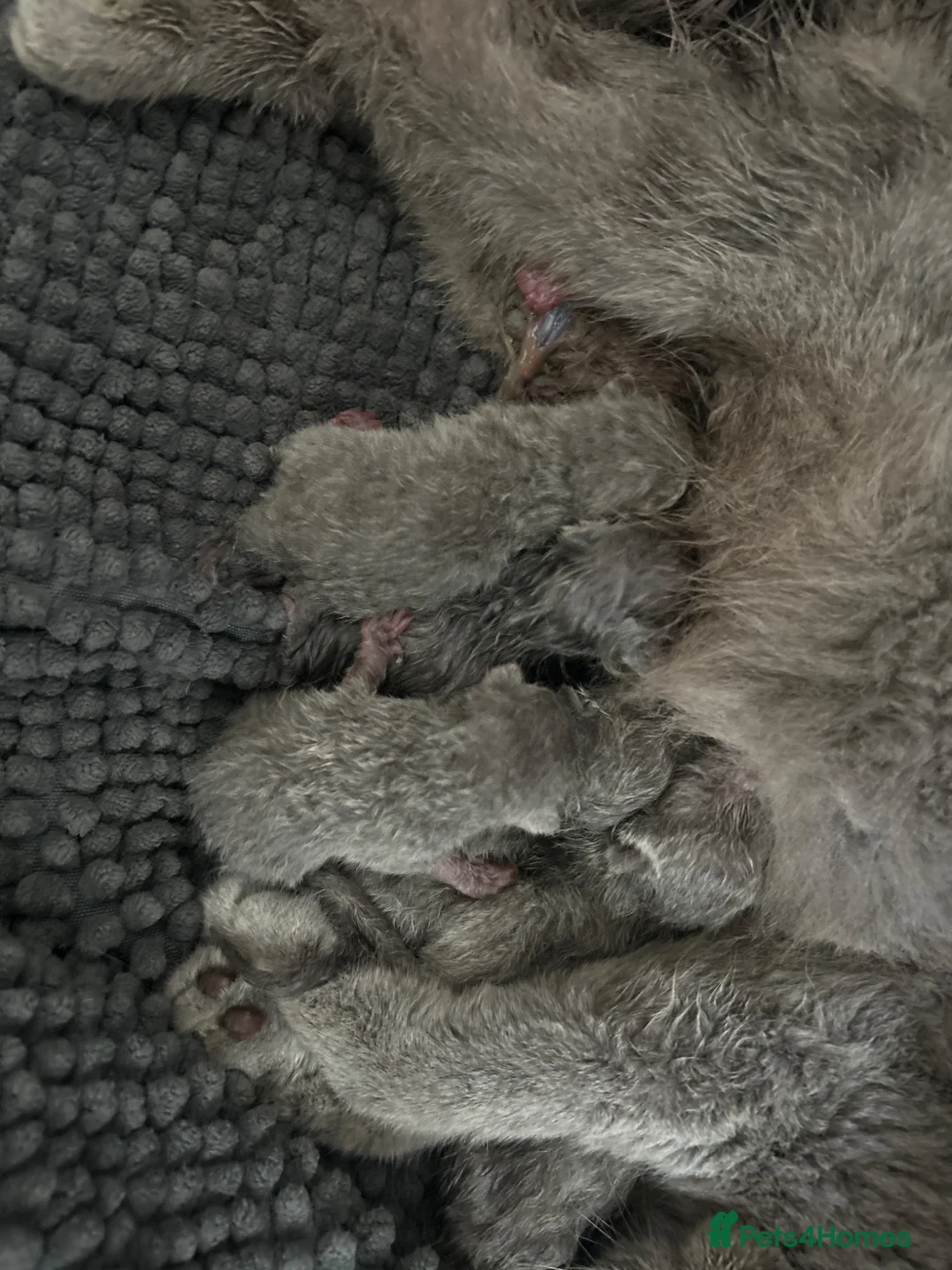 British Shorthair cats for sale: 6 tiny blues BSH champions  - Advert 2