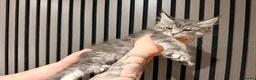 Maine Coon cats for sale: LAST 3 BEAUTIFUL MAINECOON KITTENS - Advert 8