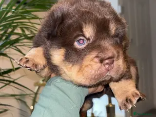 Shar Pei dogs Top quality choc and tan bear coat sharpies - Advert 1