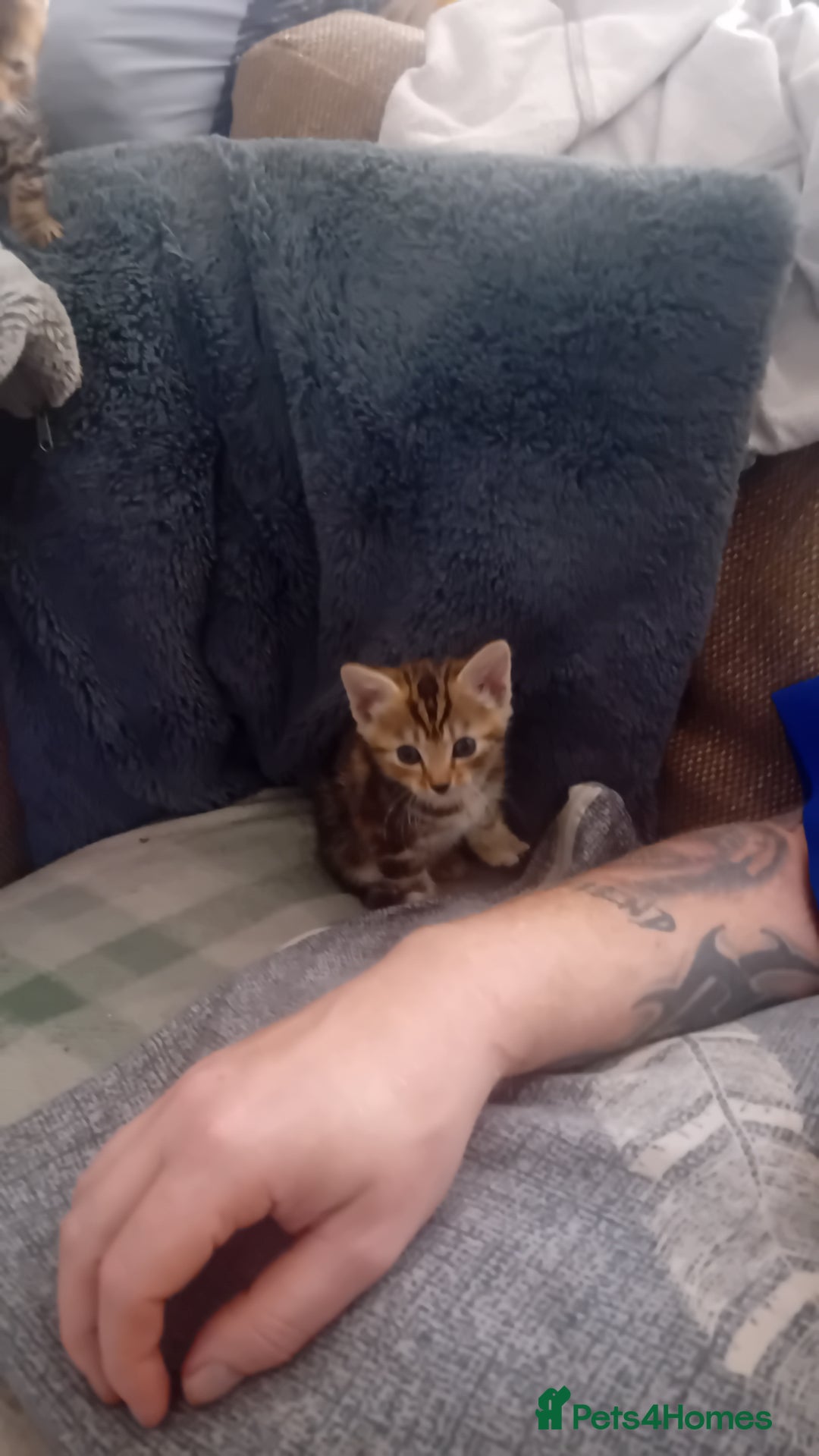 Bengal cats for sale: Bengal cross kittens  - Image 3