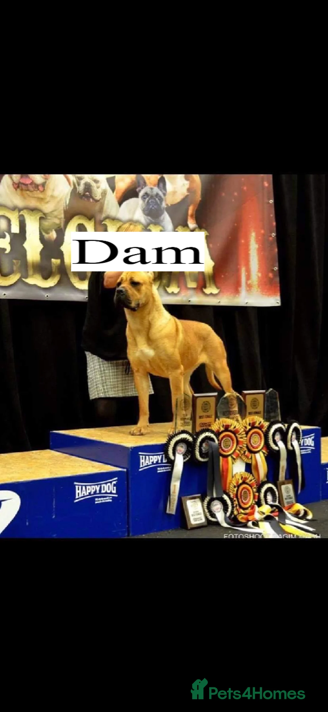 Cane Corso dogs for stud: Beautiful Black Cane Corso for Stud in Batley - Advert 5