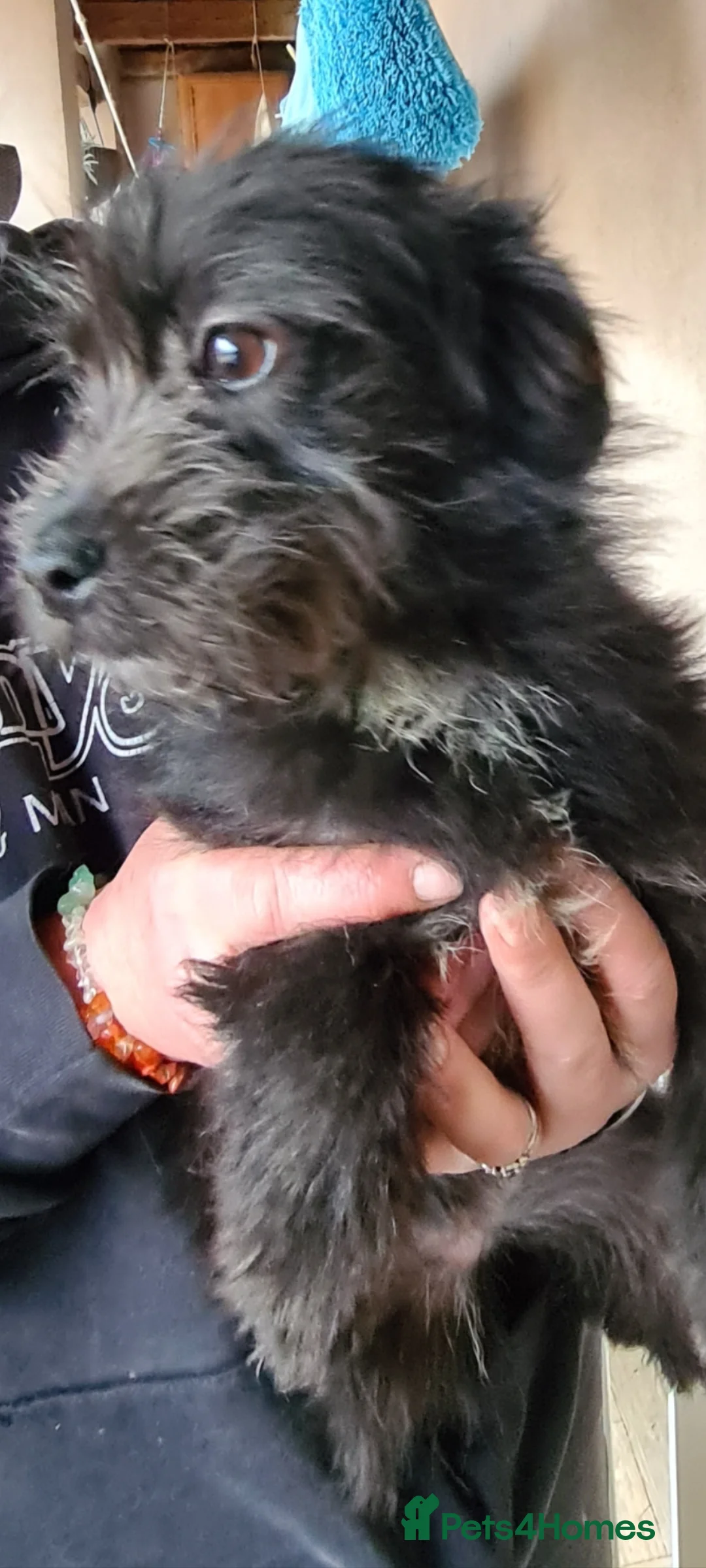 Mixed Breed dogs for adoption: Bambam small breed 6kg in Nottingham - Advert 2