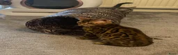 Bengal cats for sale: 🐾 BEAUTIFUL TICA REGISTERED BENGAL  – READY NOW  - Advert 27