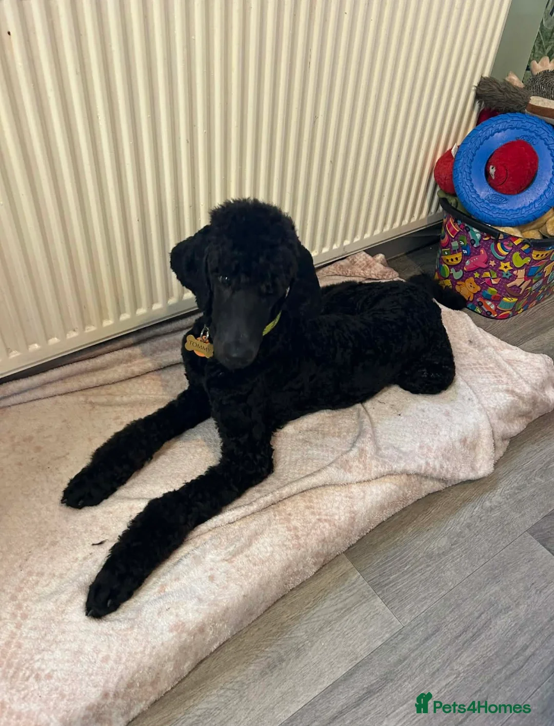 Standard Poodle dogs for sale: Standard poodle  in Chatteris - Advert 2