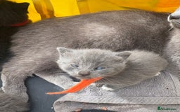British Shorthair cats for sale: British Shorthair chocolate/grey colours  - Image 2
