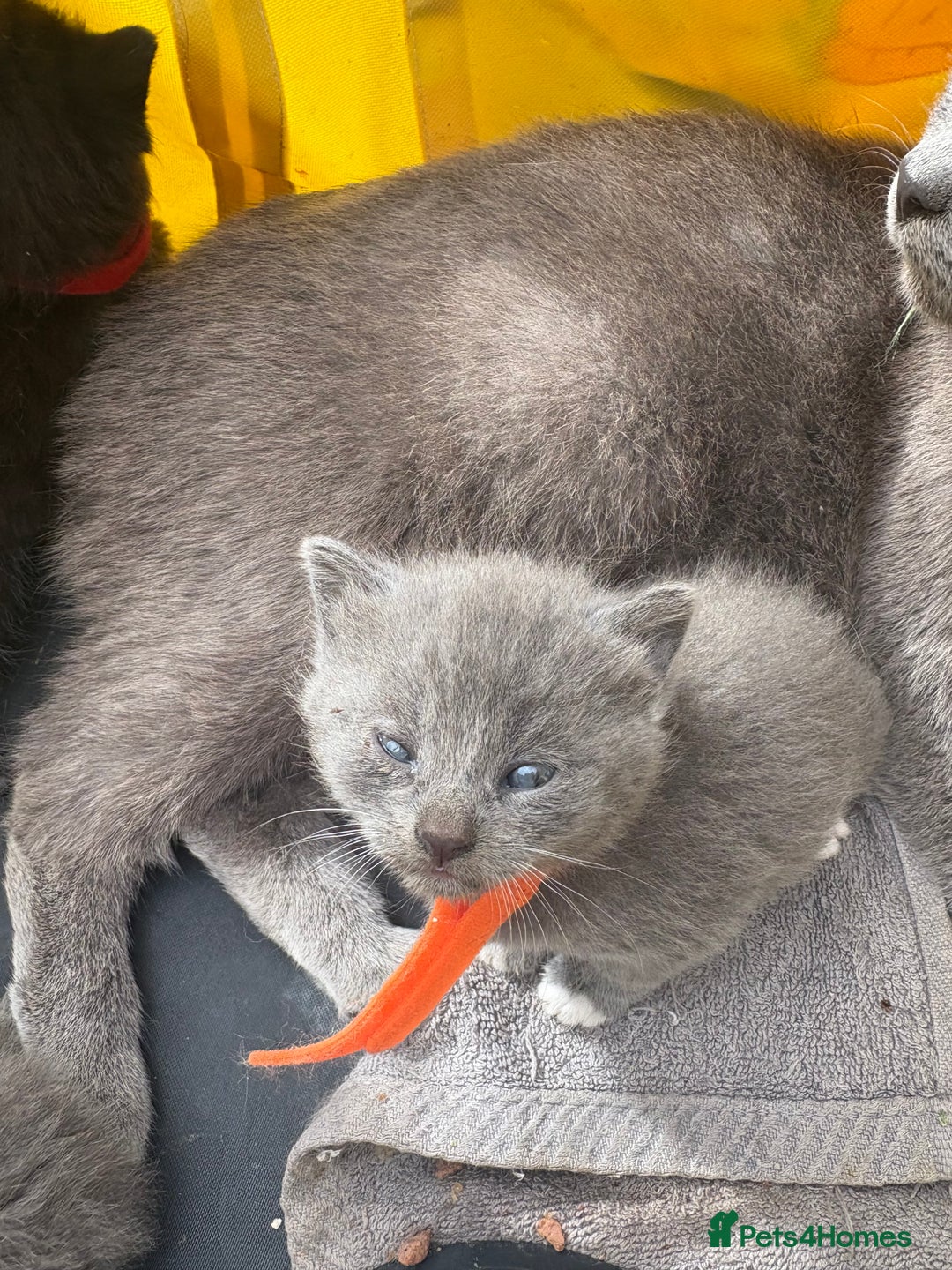British Shorthair cats for sale: British Shorthair chocolate/grey colours  - Image 2