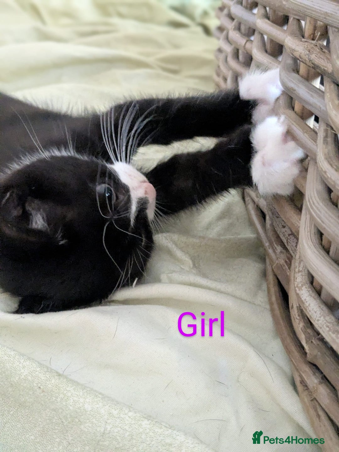 Mixed Breed cats for sale: Kittens for sale - Image 2