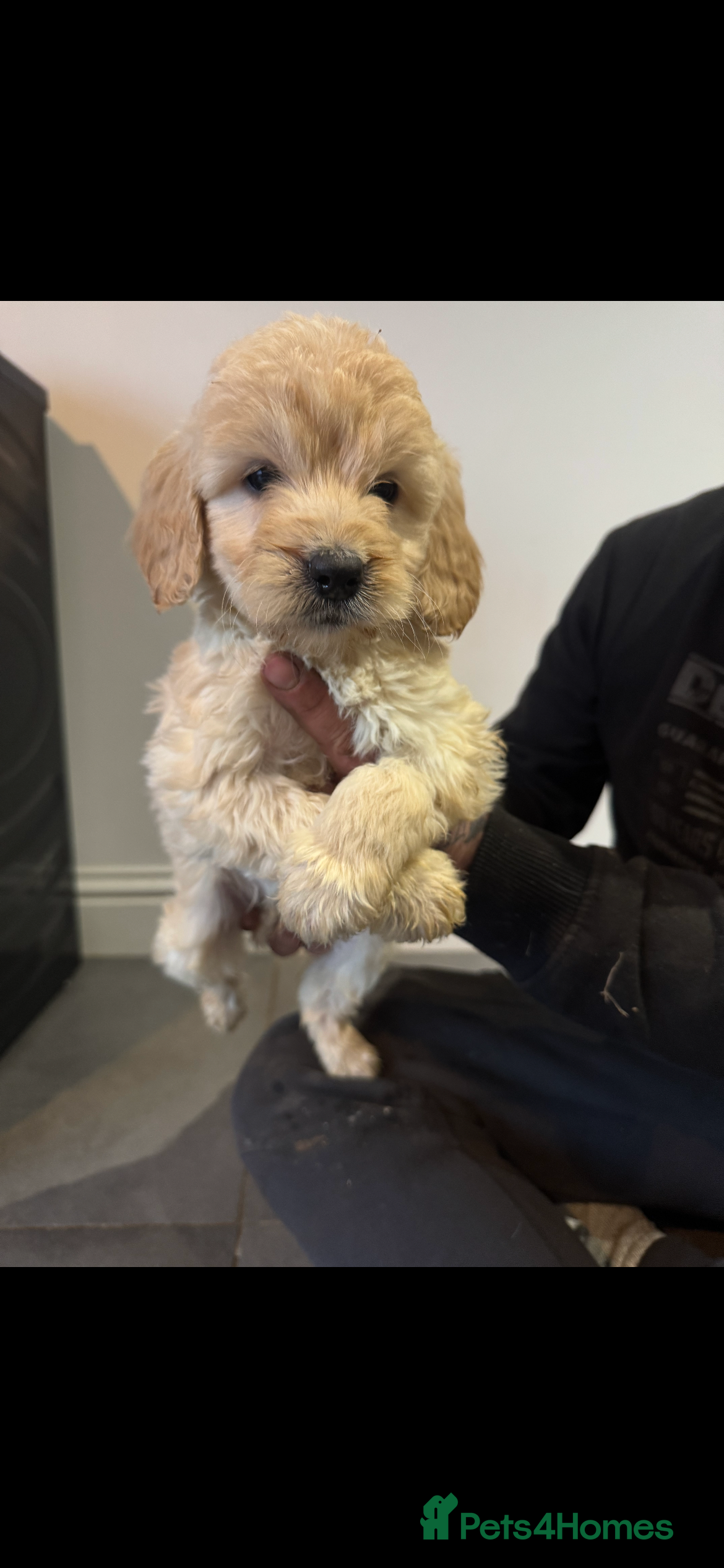 Cockapoo dogs F1 cockapoos  - Advert 11