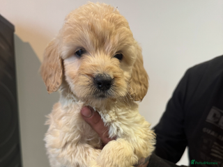 Cockapoo dogs F1 cockapoos - Advert 11