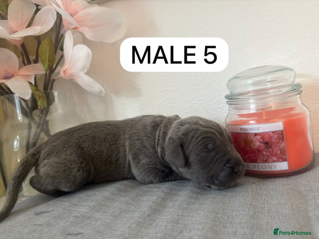 Mixed Breed dogs for sale: Italian Mastiff puppies available  - Image 5