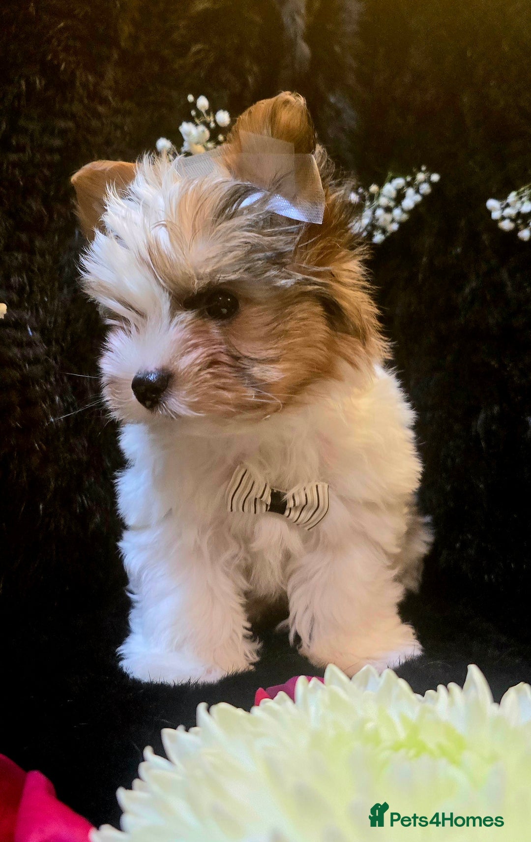Yorkshire Terrier dogs for sale: Luxury Yorkshire Terrier Puppies/Home Raised/IHR   - Advert 12