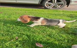 Beagle dogs for sale: Genuine Foot Beagles - Image 2