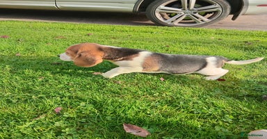 Beagle dogs - Advert 2
