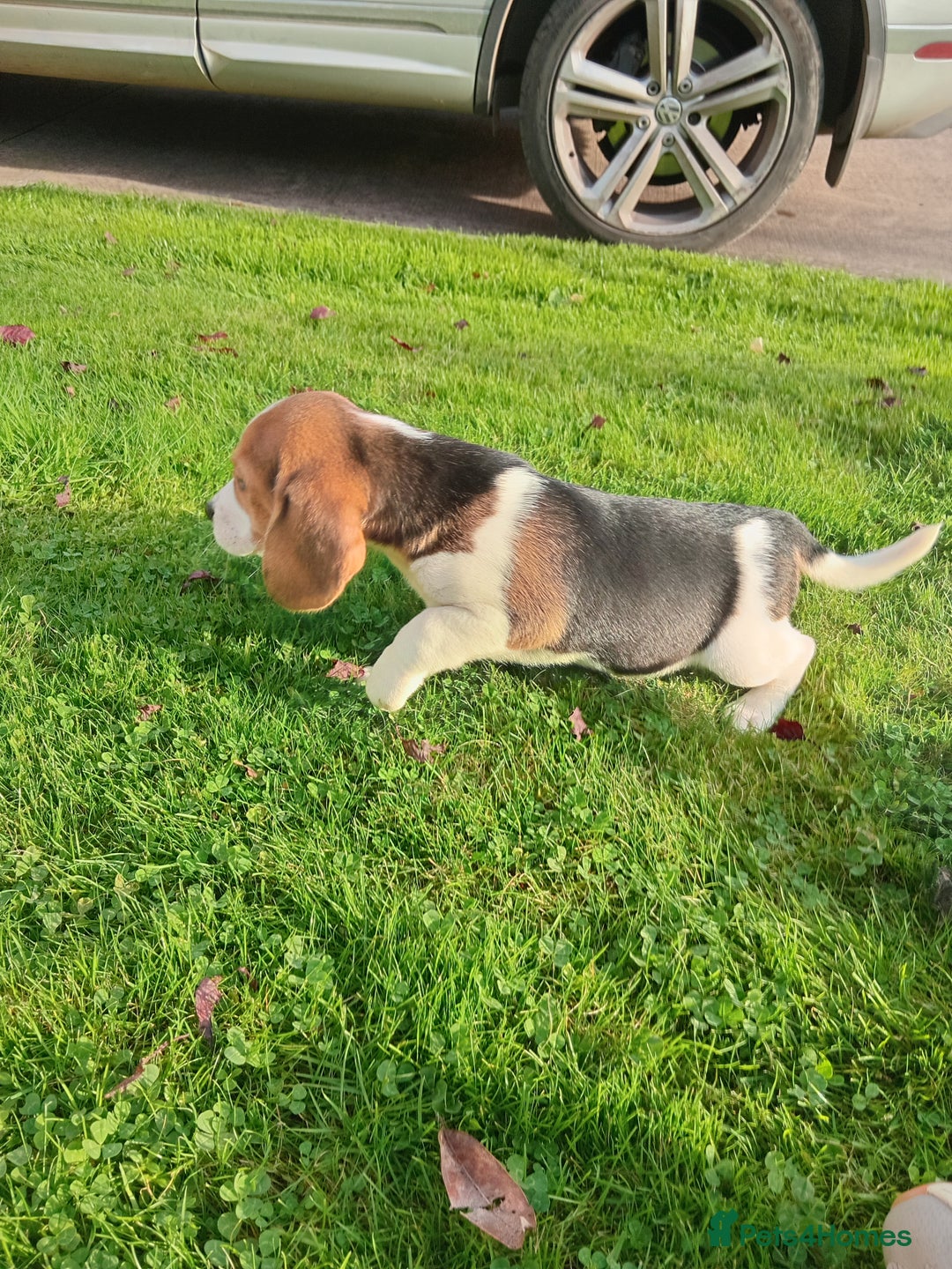 Beagle dogs for sale: Genuine Foot Beagles - Image 2