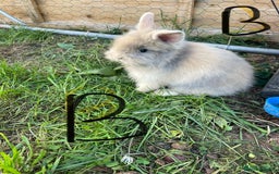 Lionhead rabbits for sale: Lion head  - Image 2