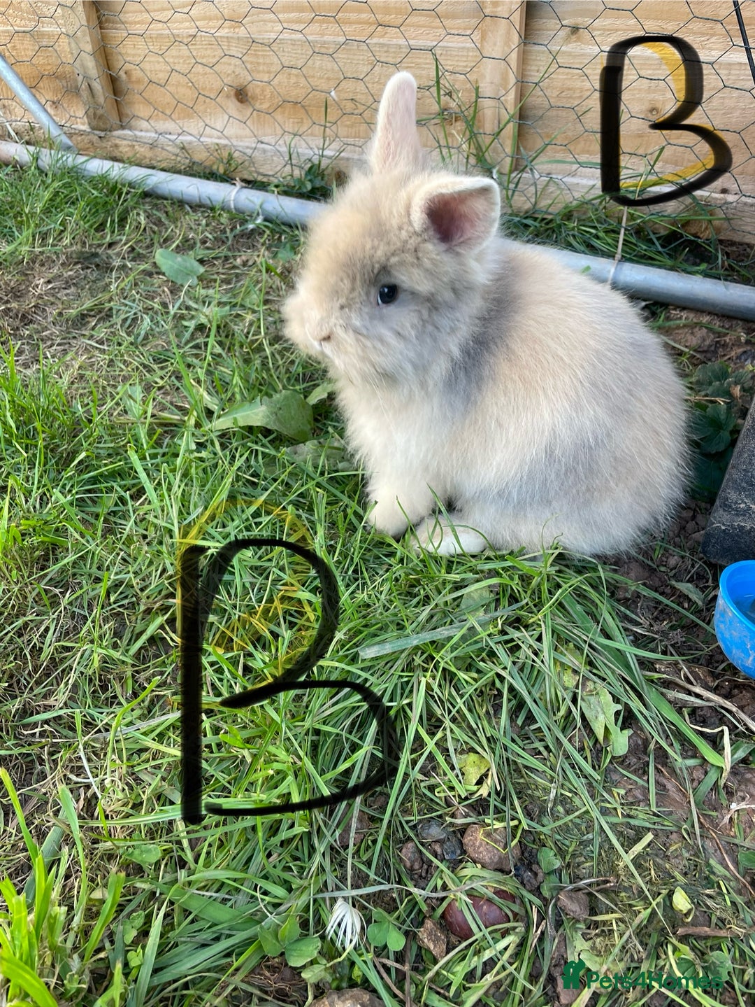 Lionhead rabbits for sale: Lion head  - Image 2