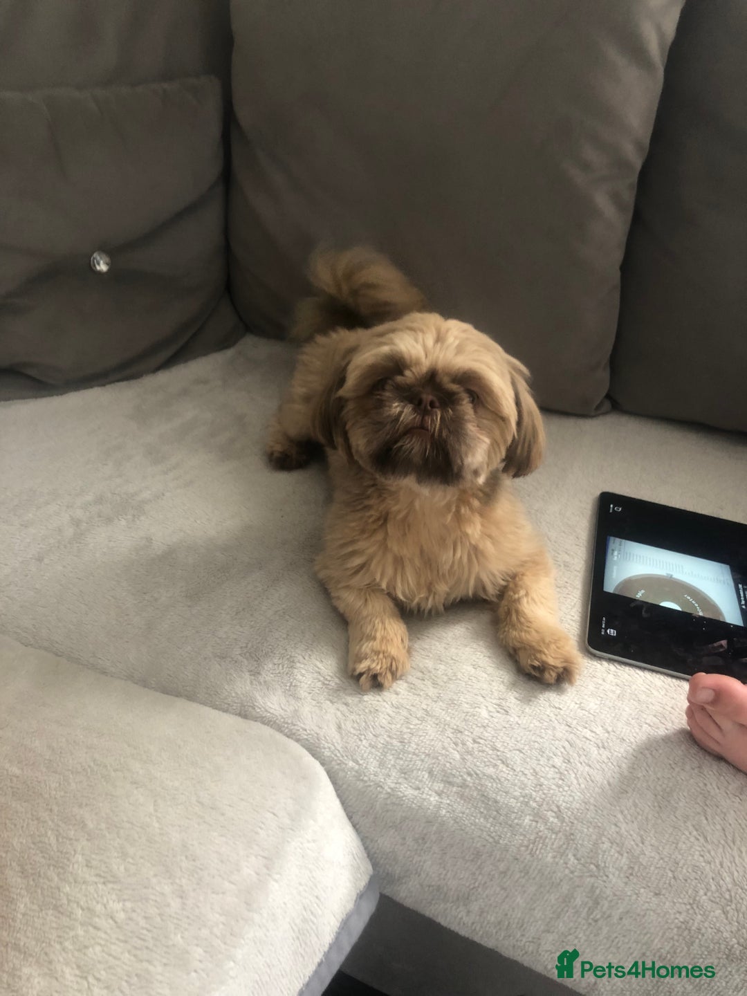 Shih Tzu dogs for sale: Imperial Shih tzu  - Image 8