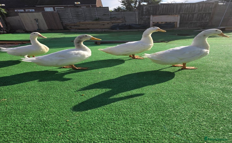 Ducks poultry - Advert 1