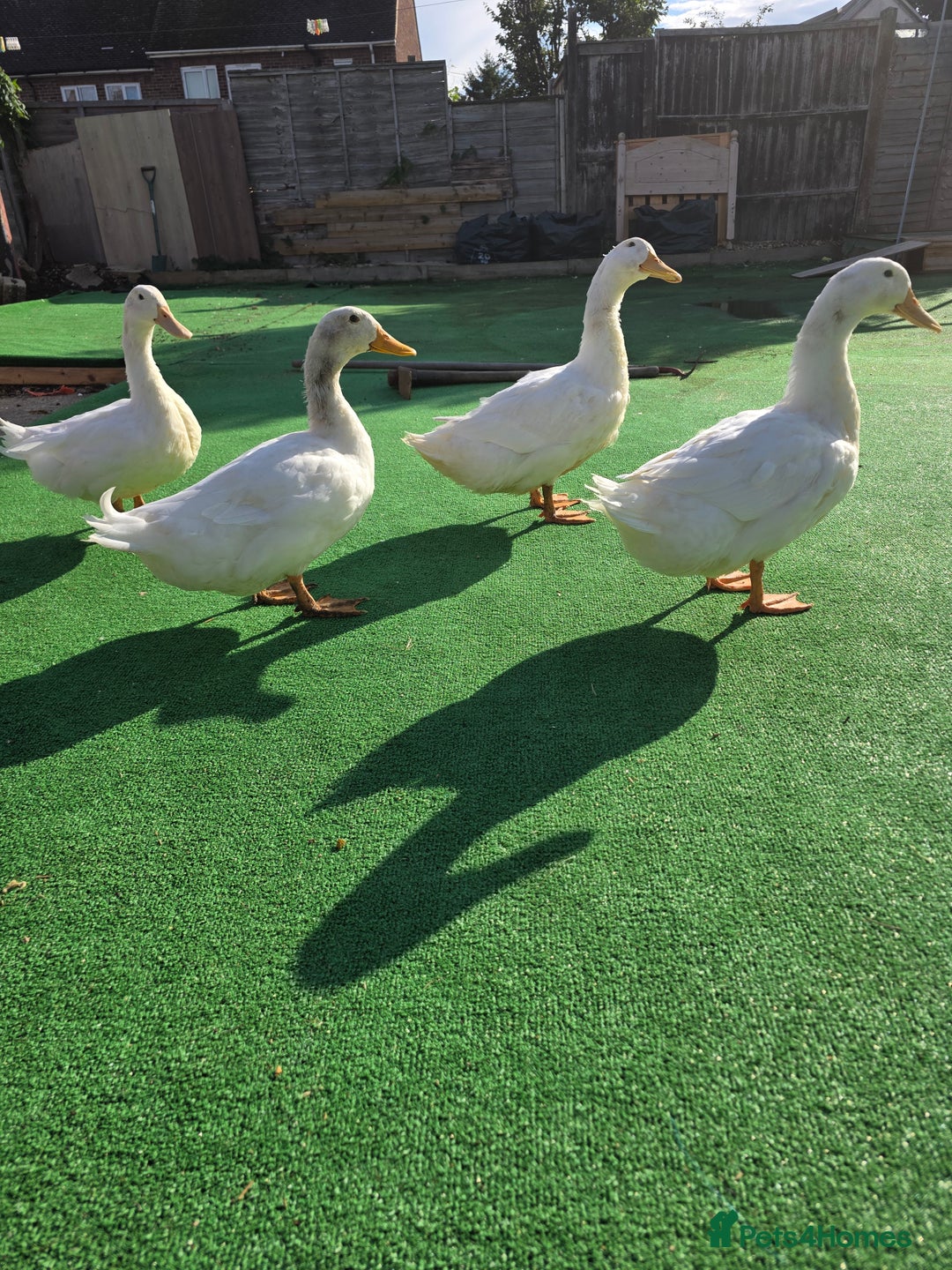 Ducks poultry for sale: Pekking ducks - Image 1