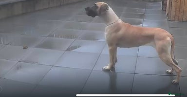 Great Dane dogs - Advert 2