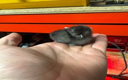 Chickens poultry for sale: Mixed Silkie chicks  - Image 2