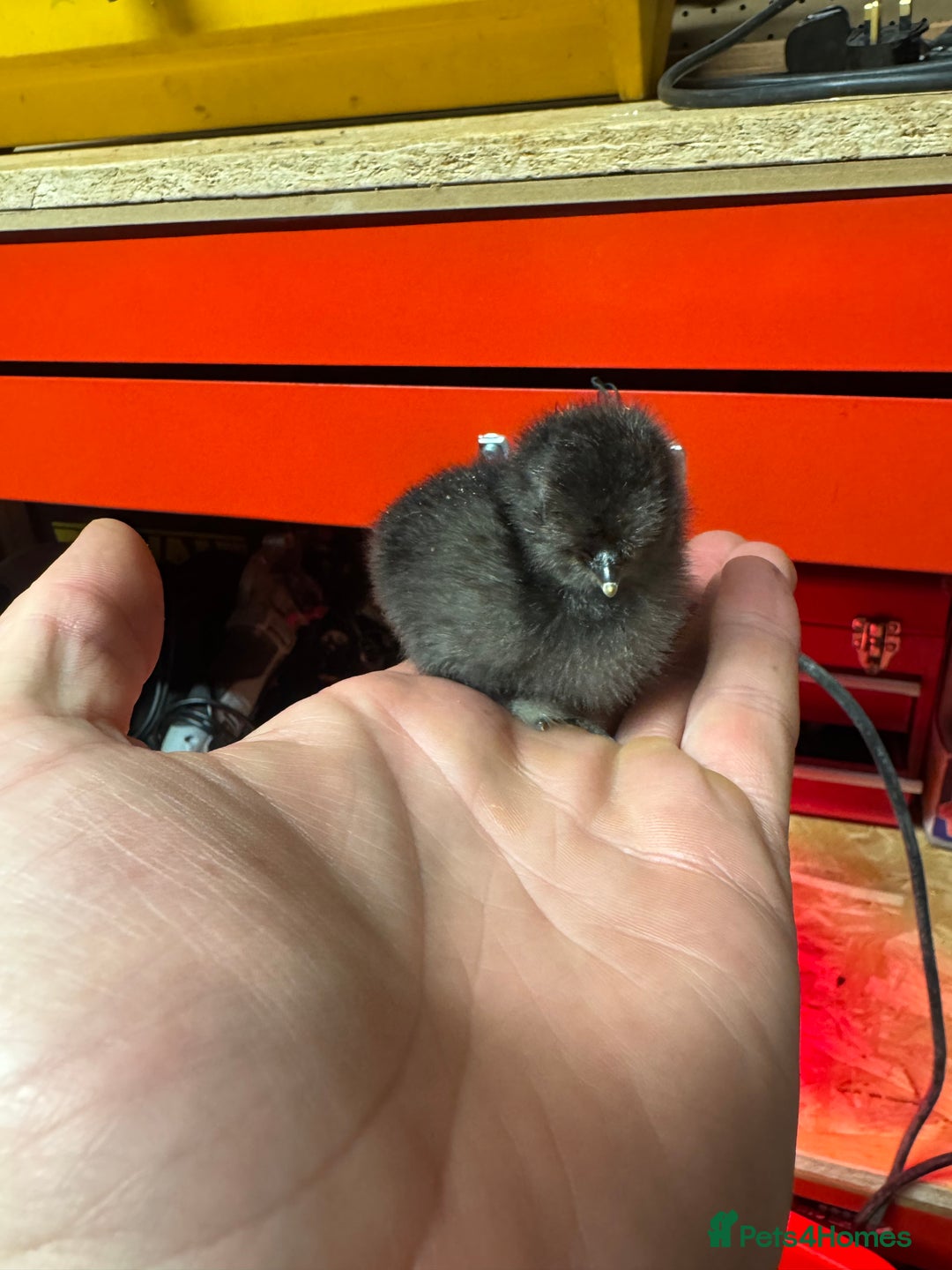 Chickens poultry for sale: Mixed Silkie chicks  - Image 2