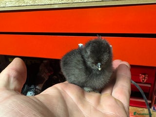 Chickens poultry - Advert 3