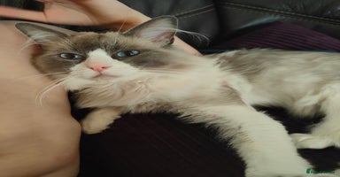 Ragdoll cats - Advert 15