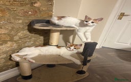 British Shorthair cats for sale: 2 male cats  - Advert 2