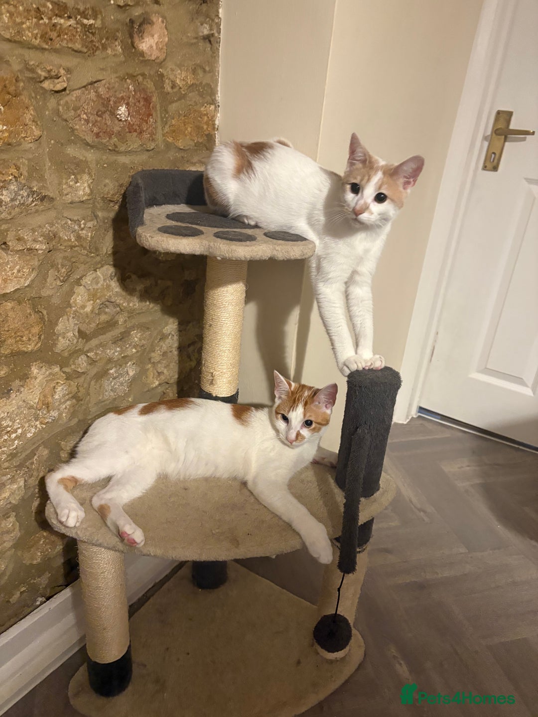 British Shorthair cats for sale: 2 male cats  - Advert 2