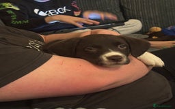 Sprollie dogs for sale: Female Sprollie puppy - Image 6