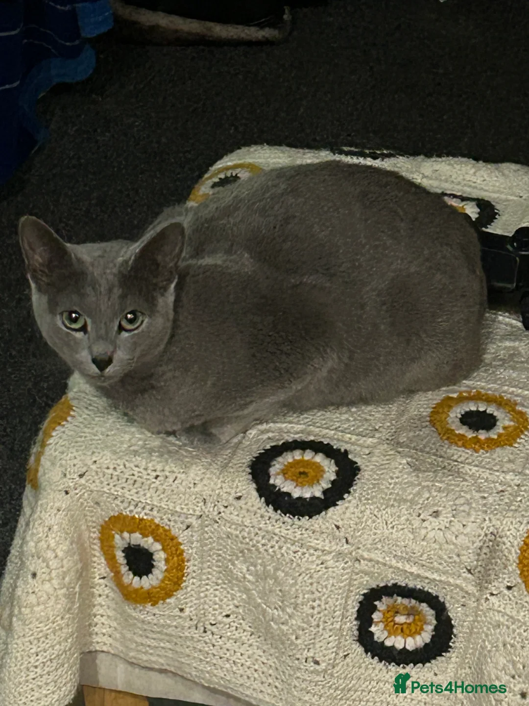 Scottish Fold cats for sale: Scottishfold kittens  - Advert 1