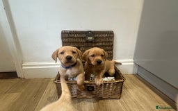 Labrador Retriever dogs for sale: My lovely Labrador puppies - Image 11