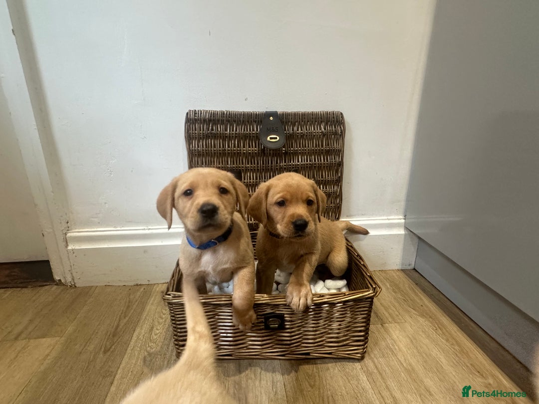 Labrador Retriever dogs for sale: My lovely Labrador puppies - Image 11