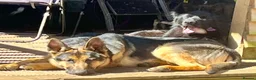 German Shepherd dogs for sale: Straight backed long coated German shepherds  in Bedale - Advert 10