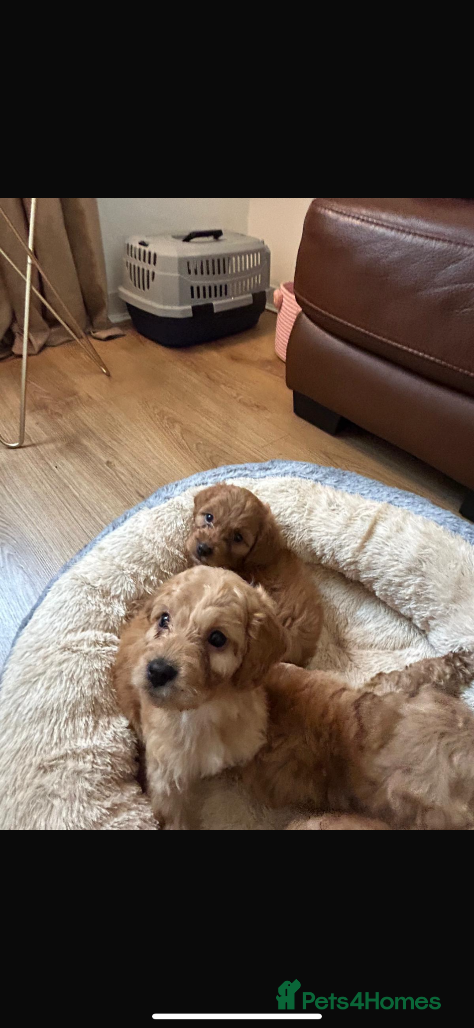 Cockapoo dogs for sale: Cockapoo puppies in Aberdeen - Advert 21