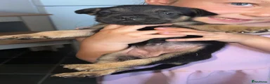 Mixed Breed 3