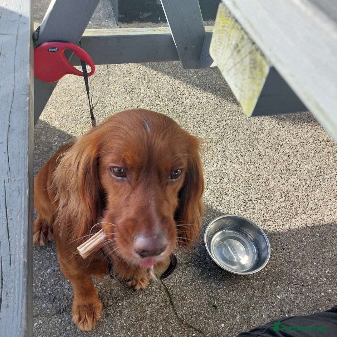 Cocker Spaniel dogs for stud: Experienced stud in Gloucester - Advert 21