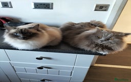 Ragdoll cats for sale: beautiful cats for sale - Image 3