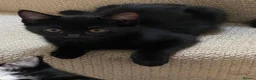 Mixed Breed cats for sale: One lovely kitten - Advert 3