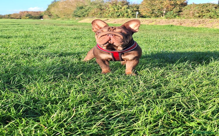 French Bulldog dogs Paris - Advert 1