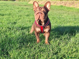 French Bulldog dogs Paris - Advert 4